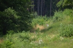 image050-small.jpg