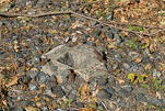image009.jpg