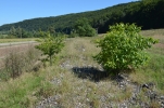 image013-small.jpg
