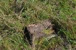 image015-small.jpg
