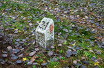 image411.jpg